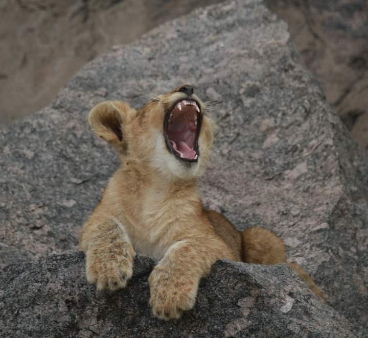 Lion cub Serengeti